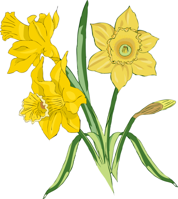 Art Daffodils Clipart - Free to use Clip Art Resource