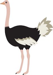 Cartoon, Google and Ostriches