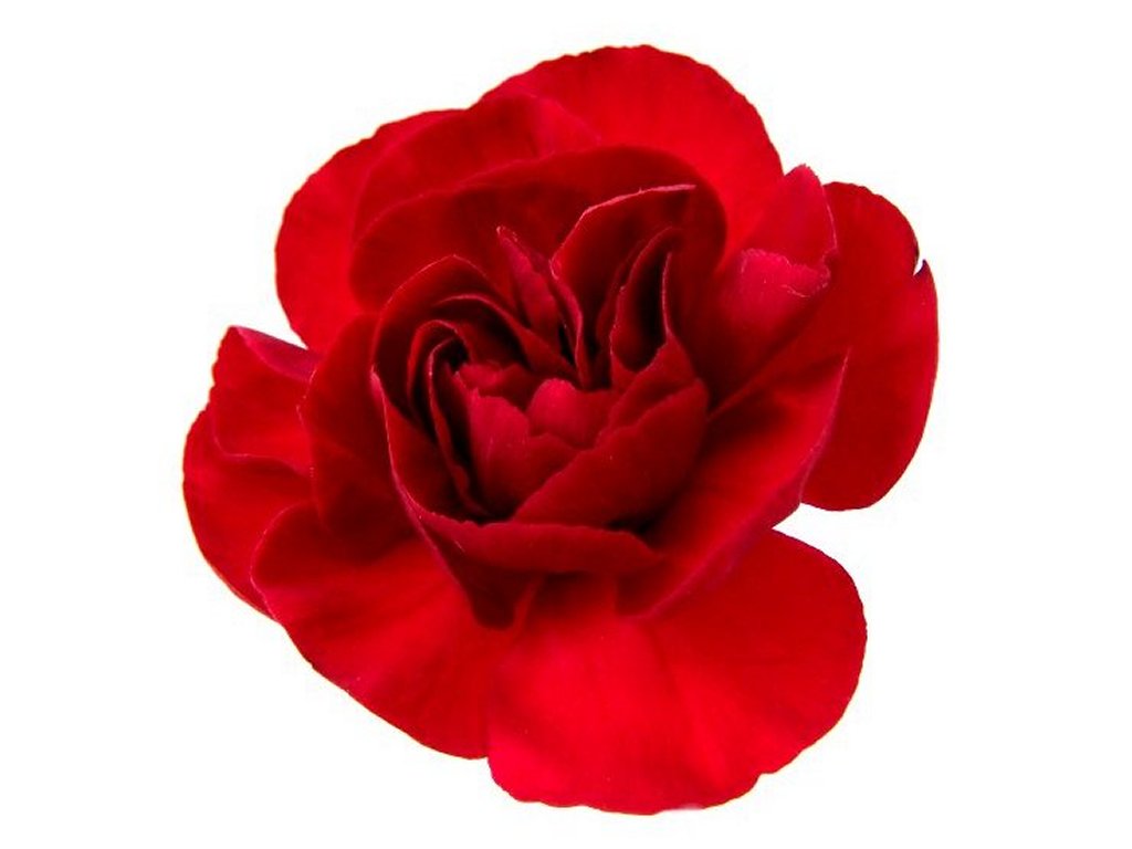 Carnation Flowers Clipart