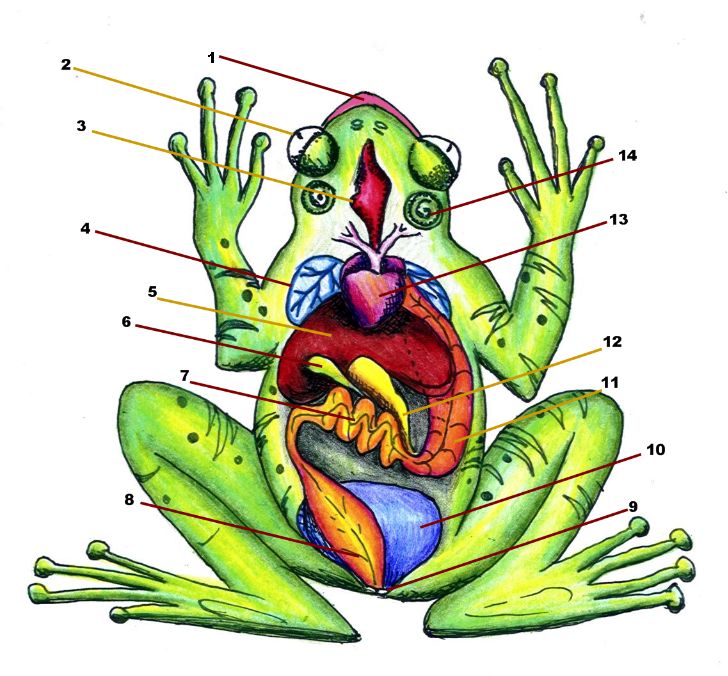 Respiratory System Blank Diagram