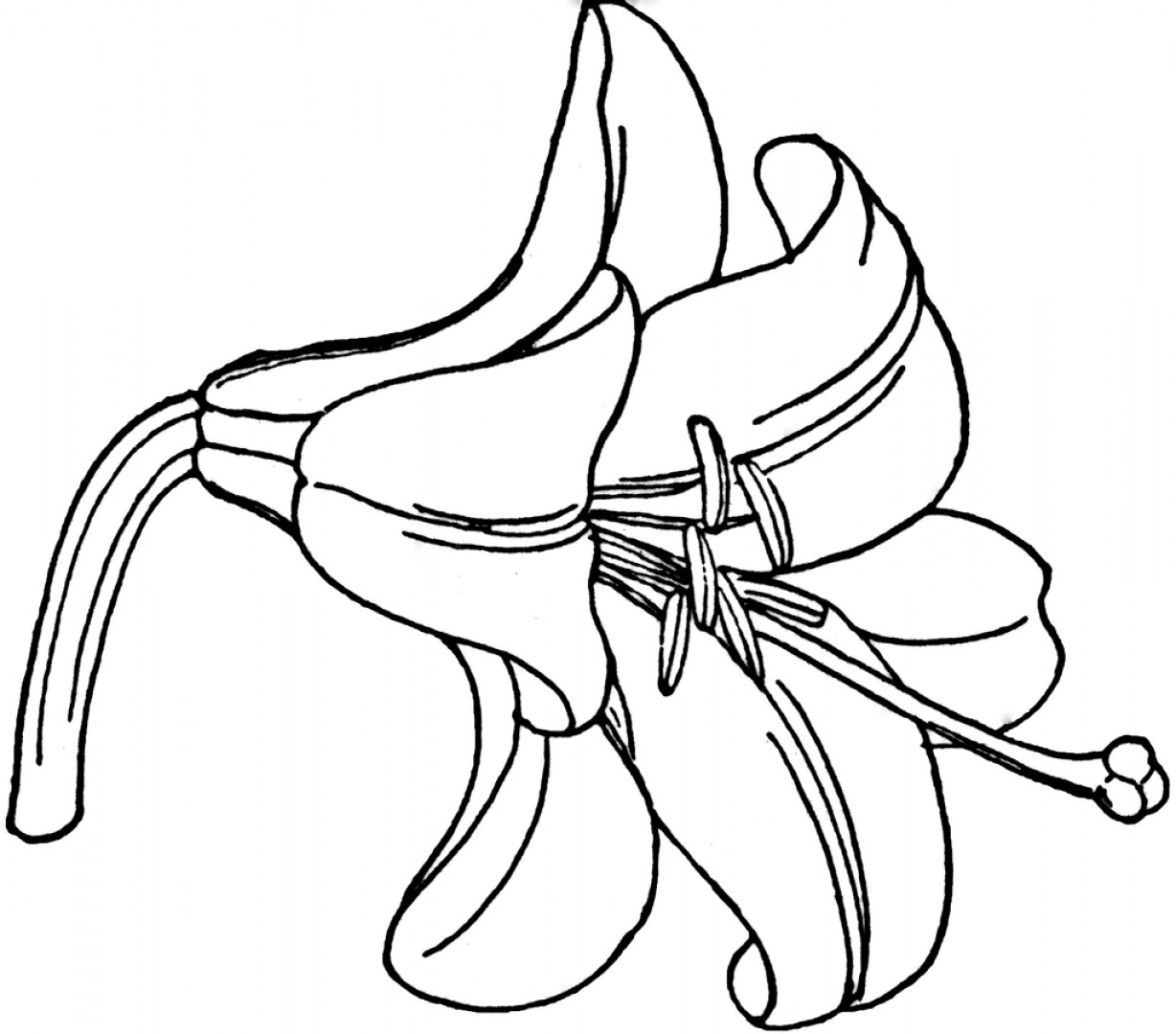 Free Easter Lily Flower Clip Art Image | ClipArTidy