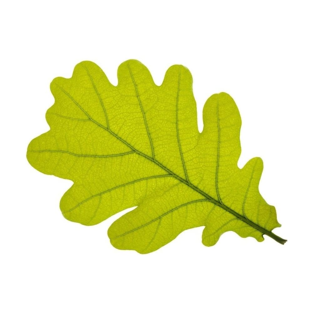 FMM Oak Leaf 3 pc fondant icing cutter set - FMM from Cake Stuff UK