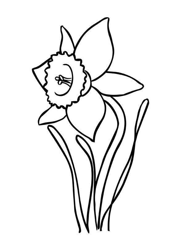 Daffodil | NetArt