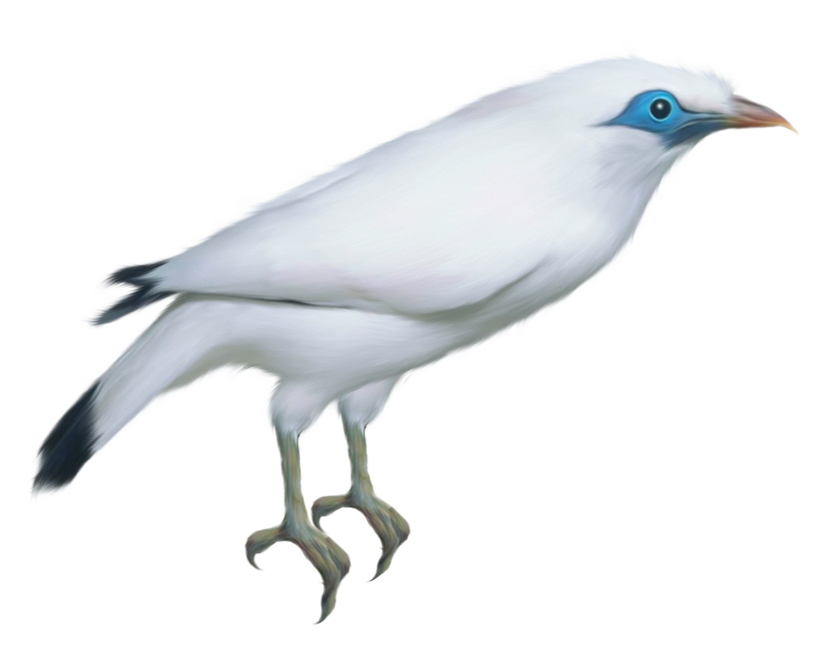 White Bird Transparent PNG Clipart Picture