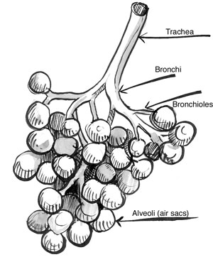 LHS Family Health: Breathing Investigations