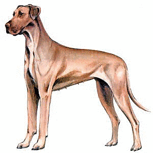 Free Specific Breeds Clipart. Free Clipart Images, Graphics ...