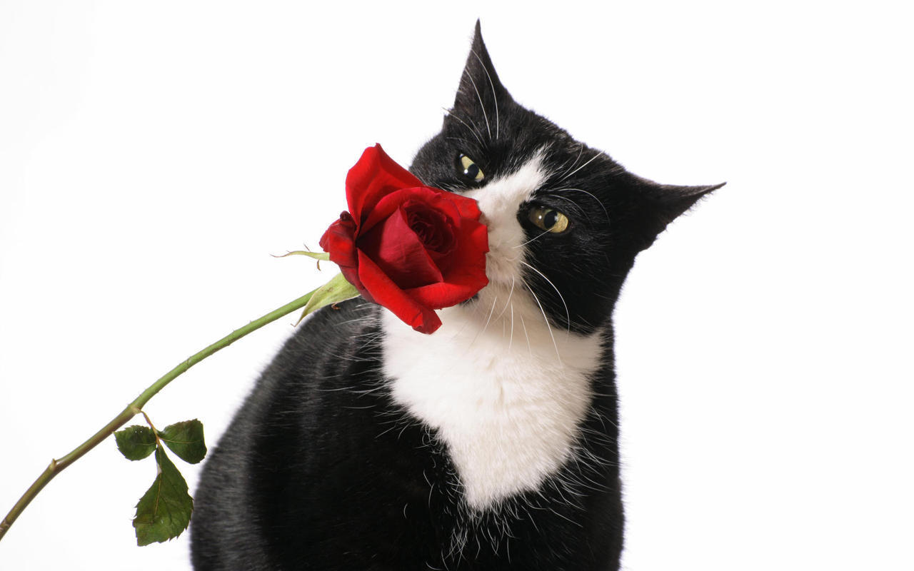 Download Red Rose Graphics 1280x800 | Wallpaper HD - #
