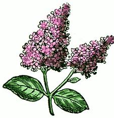 Free Lilac Clipart