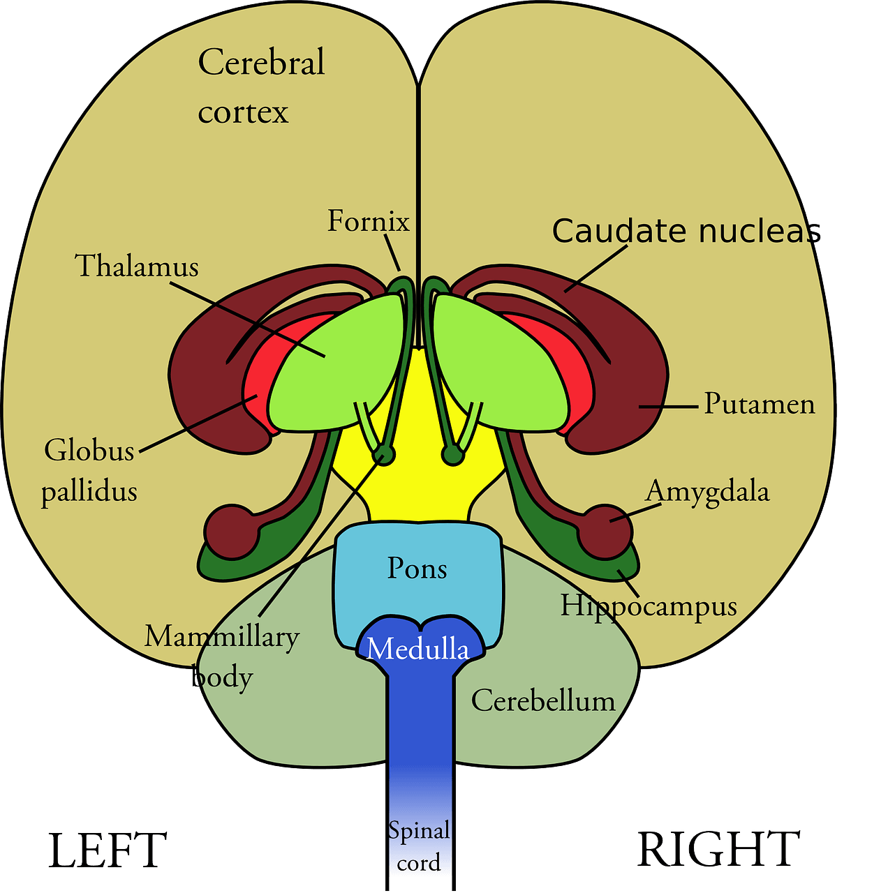 Weight Gain Archives - Forging AheadForging Ahead