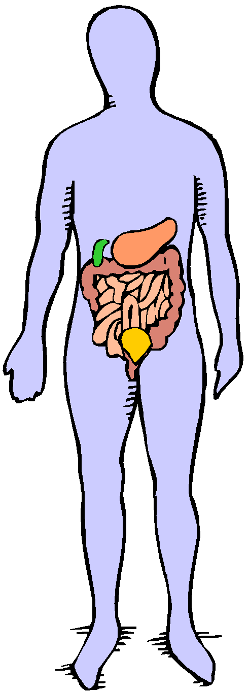 Skeletal System Clipart | Free Download Clip Art | Free Clip Art ...