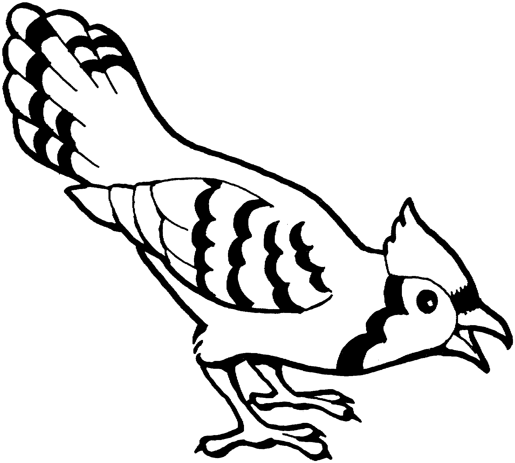 Blue Jay Clip Art