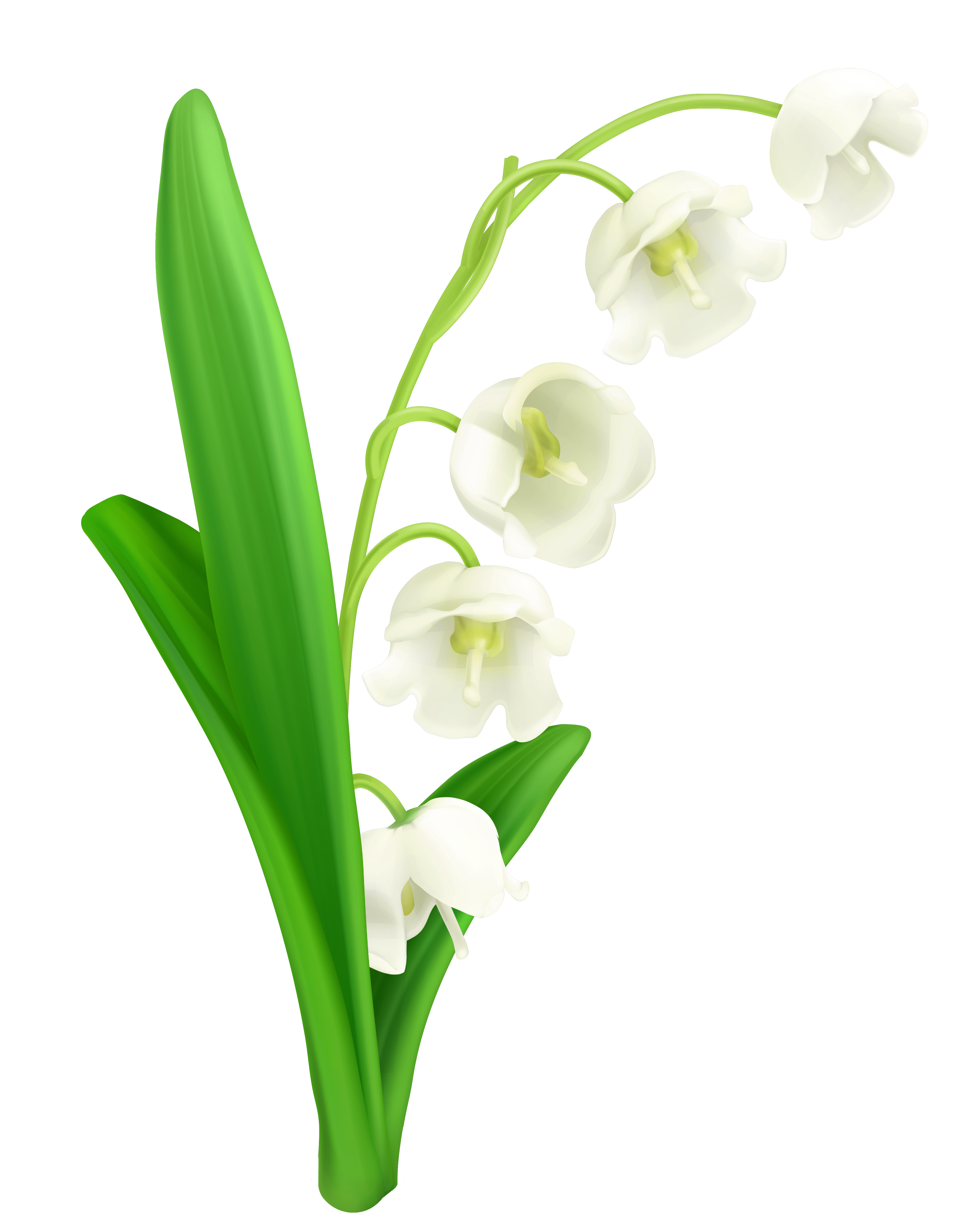 Lily of the Valley Clip Art – Clipart Free Download