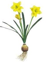 HJ08Daffodil_Spray.jpg