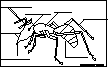 Insect Printouts - AllAboutNature.
