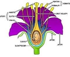 Flower | Flower Diagram Unlabeled | photogarage