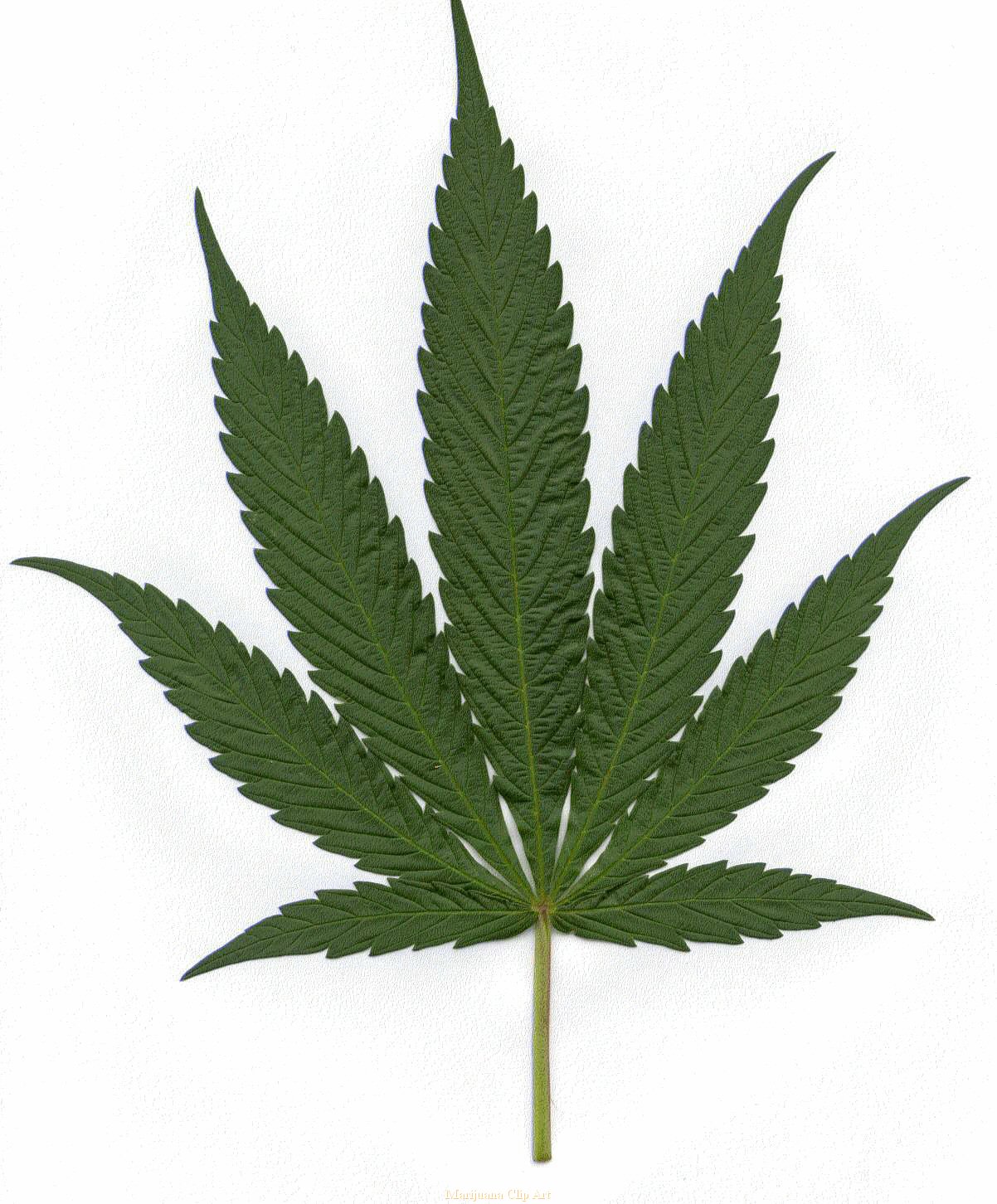 Weed Leaf Clip Art | Mewarnai