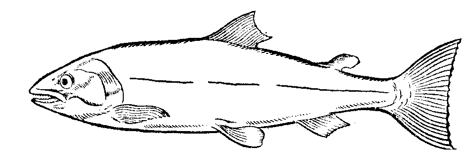 Trout Clip Art