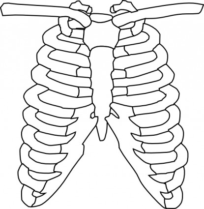 Rib Cage Clip Art-vector Clip Art-free Vector Free Download