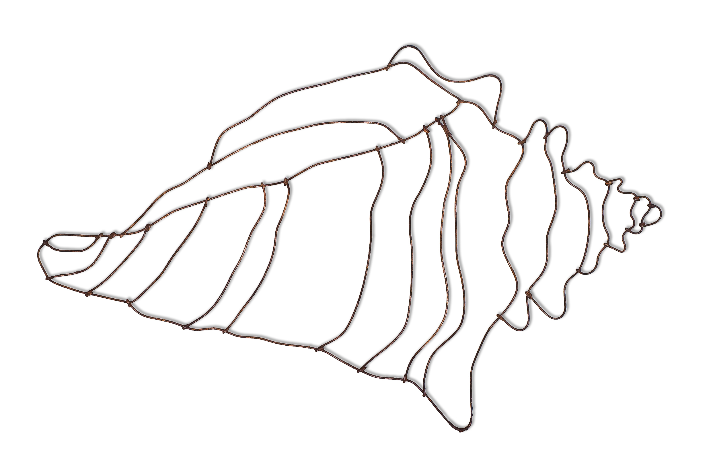 How To Draw A Conch Shell