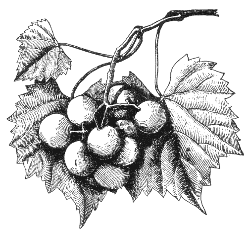 Grape Vine Art | Grape Vines, Vines and Green Grapes