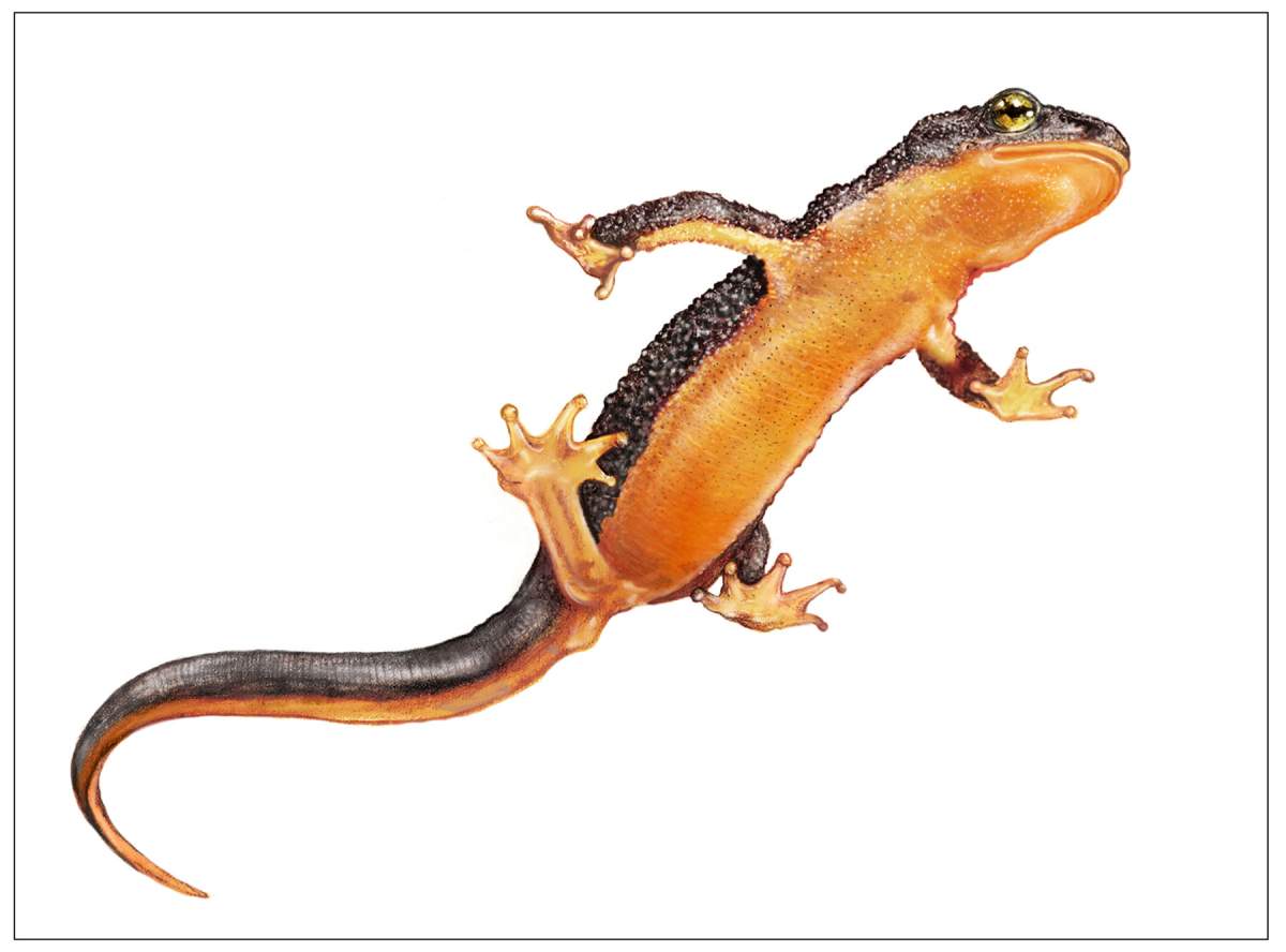 Caudata Illustrators? - Caudata.org Newt and Salamander Forum