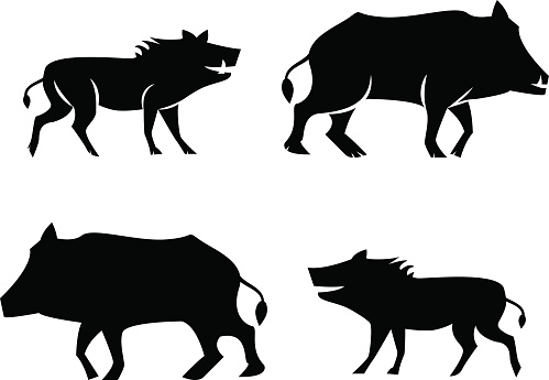 Razorback Clip Art, Vector Images & Illustrations