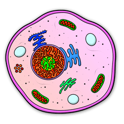 Simple Cell Diagram - ClipArt Best