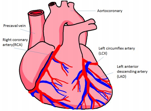 Human Heart Diagram | Heart Diagram ...