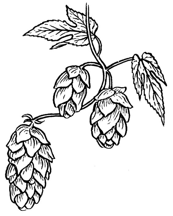 Beer hops, Beer and Clip art