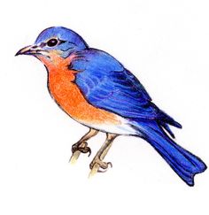 Galleries, Pictures and Drawings