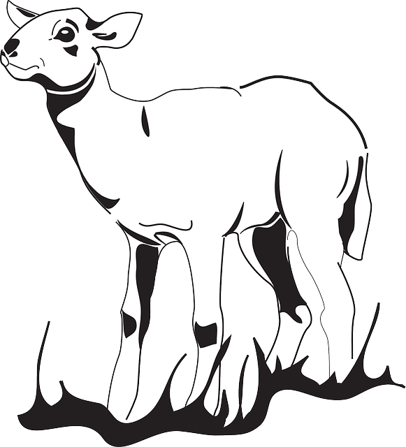 Free pictures LAMB - 98 images found