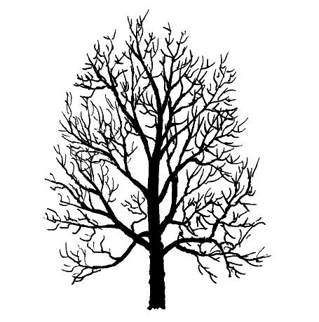 Maple Tree Silhouette Clipart