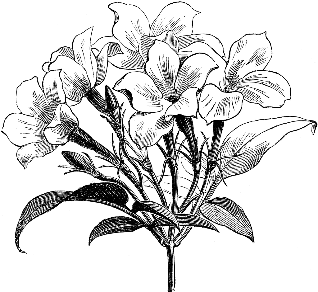 Sampaguita Drawing | Free Download Clip Art | Free Clip Art | on ...