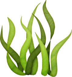 Seaweed Clip Art - Tumundografico