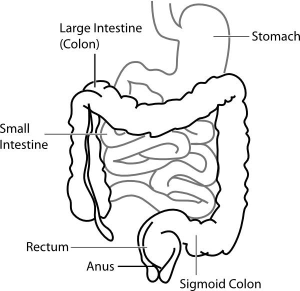 Intestine Diagram clip art - vector clip art online, royalty free ...