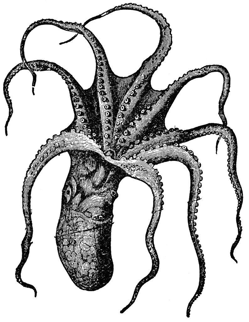 Vintage cuttlefish clipart octopus clip art black and white ...