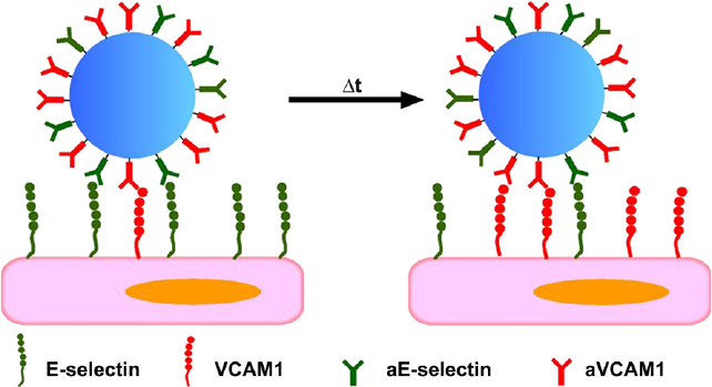 Complementary targeting of liposomes to IL-1Î± and TNF-Î± activated ...