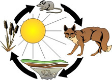 food chains