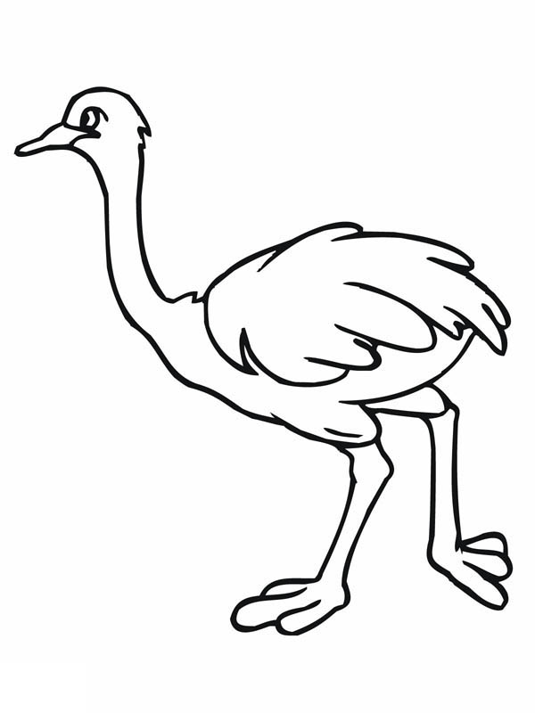 Ostrich Coloring Pages - Ostrich Coloring Pages - Printable ...