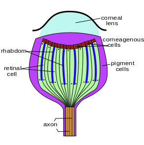 Diagram Of An Insect | Wiring Diagram Or Schematic