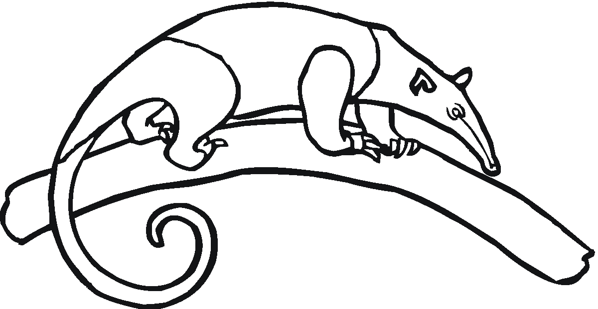 Picture Of Anteater - AZ Coloring Pages