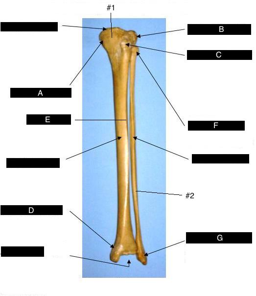 Anatomy & Physiology 137 > Mc Falls > Flashcards > Quiz 2 Study ...