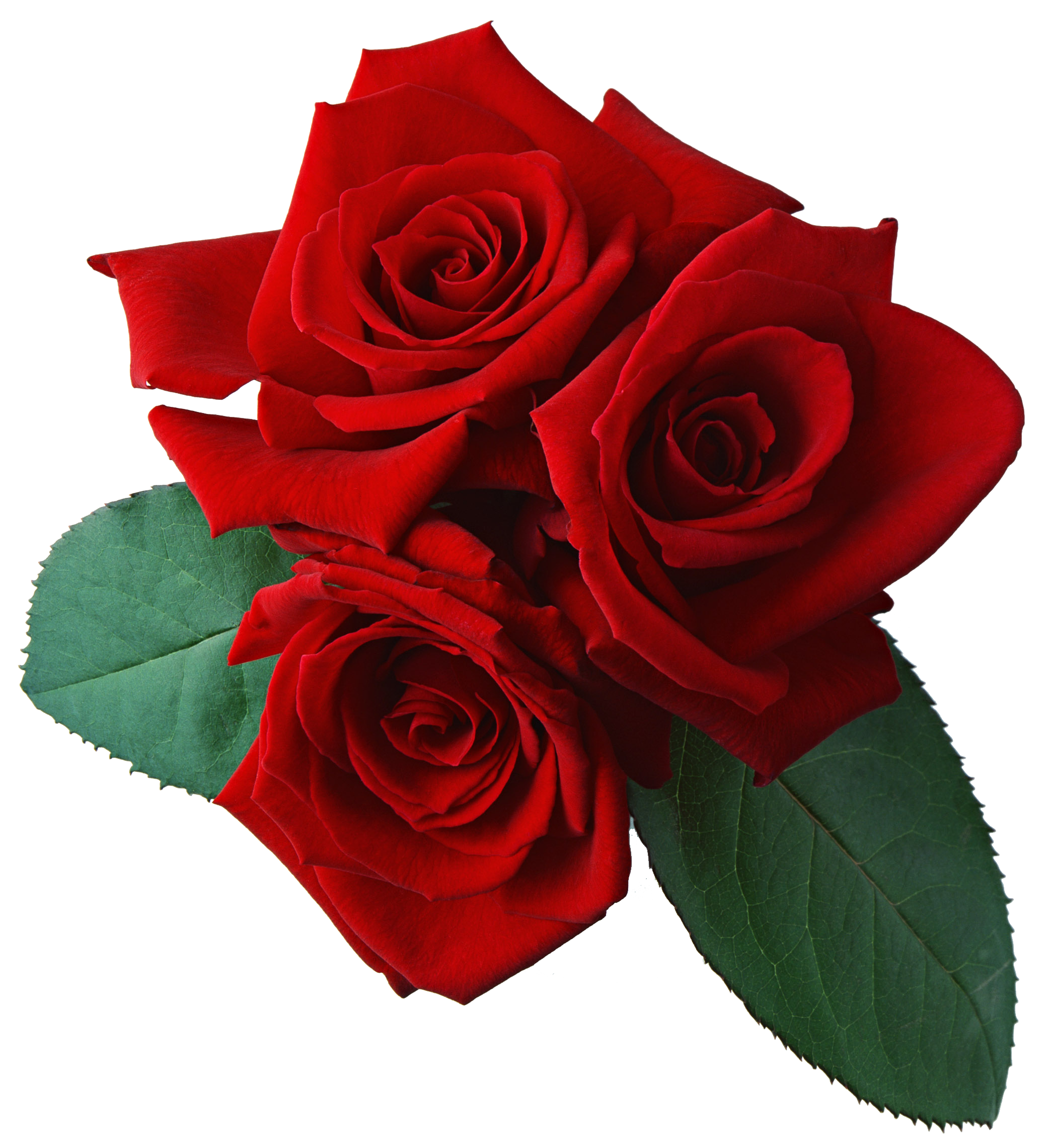 Rose PNG flower images, free download