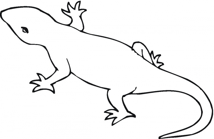Lizard Outline Template - ClipArt Best