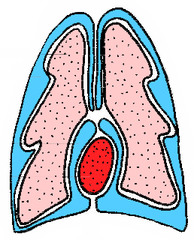 ANATOMY 3 WITH DIAGRAMS flashcards