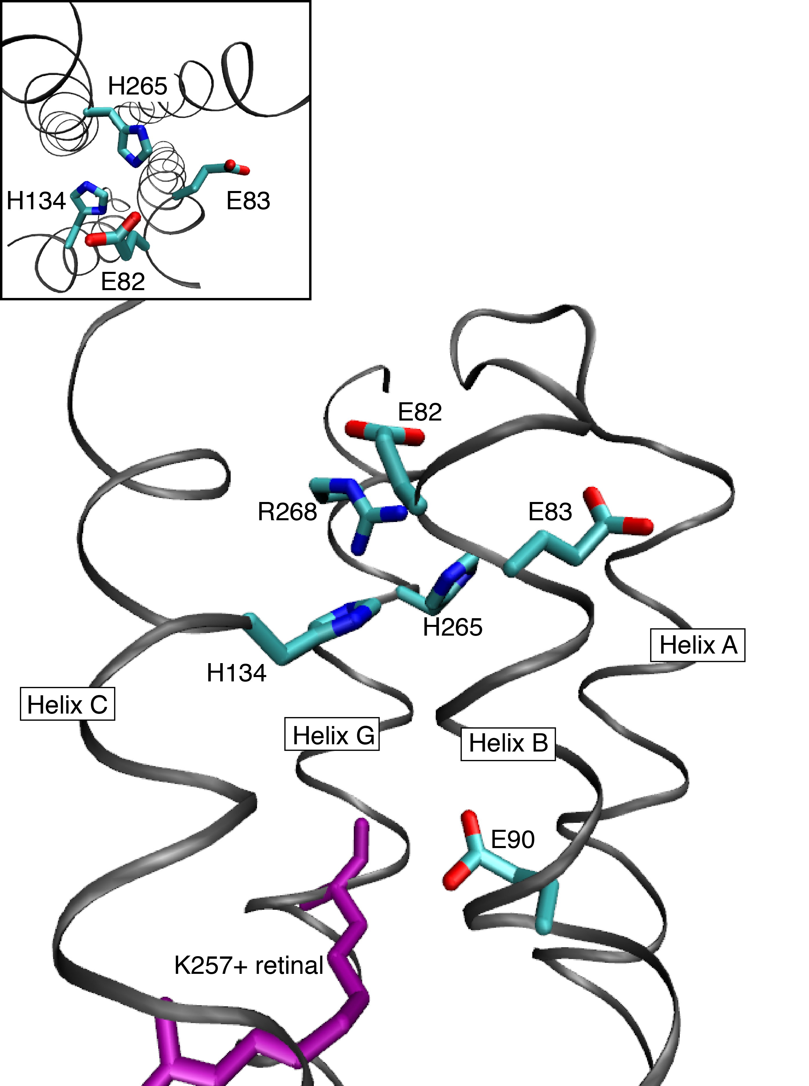 Hydrogen Bonds In Dna