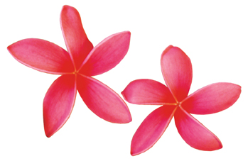 Plumeria Clipart - ClipArt Best