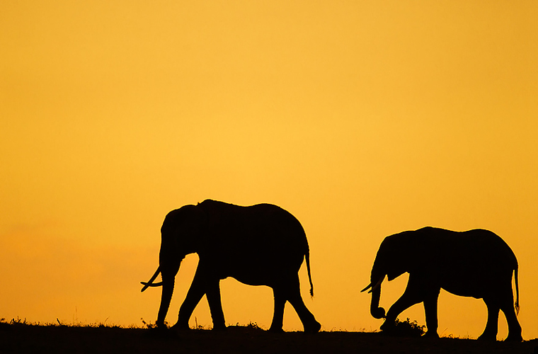 Africa Silhouette Clipart - Free to use Clip Art Resource