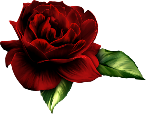 Yeni PNG GÃ¼l Resimleri - PNG Rose Fotos - Rosen bilder - GÃ¼l ve ...