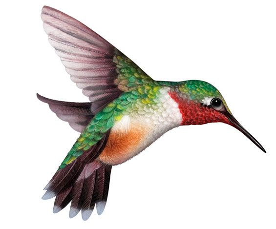 1000+ images about Hummingbirds & Clipart